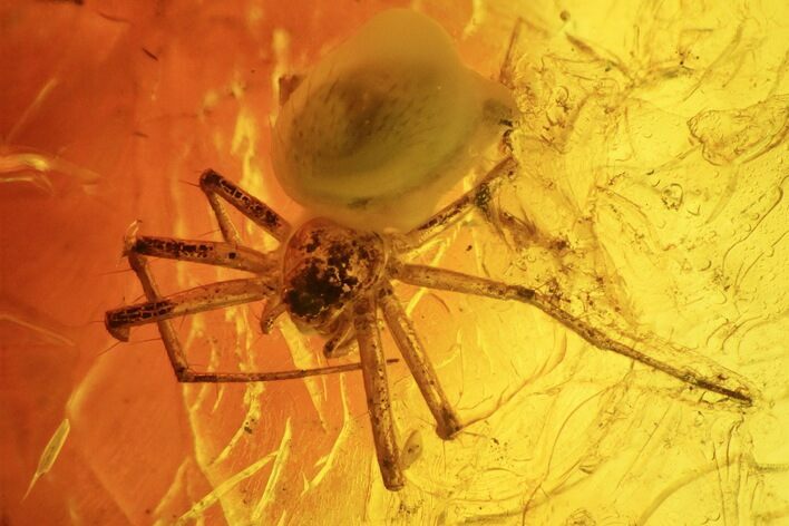 Detailed Fossil Spider (Araneae) in Baltic Amber #234404
